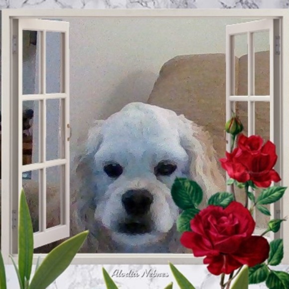 Meet your Posher, Barbara - Picture 1 of 1